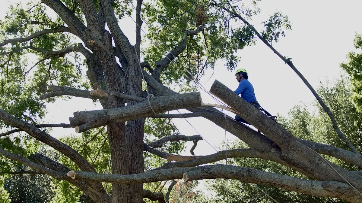 Professional Hazardous Tree Removal performed by certified arborists in Cayuga